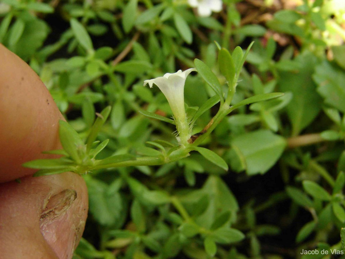 Dentella repens (L.) J.R.Forst. & G.Forst.